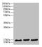 Synaptojanin 2 Binding Protein antibody, CSB-PA023018LA01HU, Cusabio, Western Blot image 