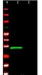 Inhibitor Of Growth Family Member 4 antibody, orb86624, Biorbyt, Western Blot image 