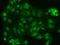 Nuclear Factor, Erythroid 2 Like 3 antibody, 206678-T02, Sino Biological, Immunohistochemistry paraffin image 