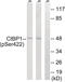 C-Terminal Binding Protein 1 antibody, 79-906, ProSci, Western Blot image 