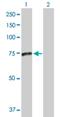 Sphingomyelin Phosphodiesterase 3 antibody, H00055512-D01P, Novus Biologicals, Western Blot image 