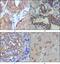 Wnt Family Member 5A antibody, GTX83127, GeneTex, Immunohistochemistry paraffin image 