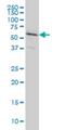 Ral GEF With PH Domain And SH3 Binding Motif 2 antibody, H00055103-M01, Novus Biologicals, Western Blot image 