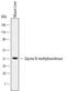 Glycine N-Methyltransferase antibody, MAB6526, R&D Systems, Western Blot image 