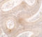 Mitochondrial Transcription Termination Factor 2 antibody, 7285, ProSci Inc, Immunohistochemistry frozen image 