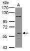 DiGeorge Syndrome Critical Region Gene 2 antibody, PA5-30345, Invitrogen Antibodies, Western Blot image 