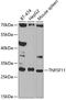 TNF Superfamily Member 11 antibody, A2550, ABclonal Technology, Western Blot image 