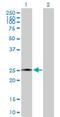 Amelogenin X-Linked antibody, H00000265-D01P, Novus Biologicals, Western Blot image 