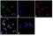 Granzyme B antibody, 701395, Invitrogen Antibodies, Immunofluorescence image 