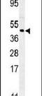 Forkhead Box L2 antibody, PA5-23675, Invitrogen Antibodies, Western Blot image 