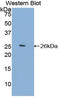 Filamin C antibody, LS-C293946, Lifespan Biosciences, Western Blot image 