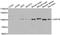 Ubiquitin Specific Peptidase 16 antibody, TA332969, Origene, Western Blot image 