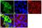 Keratin 13 antibody, MA5-12135, Invitrogen Antibodies, Immunofluorescence image 