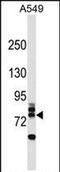 Ring Finger Protein 157 antibody, PA5-72052, Invitrogen Antibodies, Western Blot image 