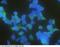 Latexin antibody, 10211-R101, Sino Biological, Immunohistochemistry paraffin image 