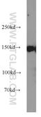 Chromatin Assembly Factor 1 Subunit A antibody, 17037-1-AP, Proteintech Group, Western Blot image 