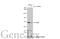 Polo Like Kinase 1 antibody, GTX104302, GeneTex, Western Blot image 