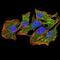 Ezrin antibody, NBP2-52464, Novus Biologicals, Immunofluorescence image 