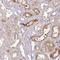 Cortexin 2 antibody, NBP2-30534, Novus Biologicals, Immunohistochemistry frozen image 