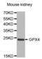 Phospholipid hydroperoxide glutathione peroxidase, mitochondrial antibody, abx001579, Abbexa, Western Blot image 