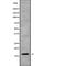 Cystatin F antibody, abx219392, Abbexa, Western Blot image 