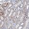 Transmembrane Protein 221 antibody, NBP1-90972, Novus Biologicals, Immunohistochemistry frozen image 