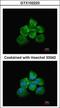 Rho/Rac Guanine Nucleotide Exchange Factor 18 antibody, GTX102223, GeneTex, Immunocytochemistry image 