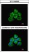 Rho guanine nucleotide exchange factor 18 antibody, GTX102223, GeneTex, Immunocytochemistry image 