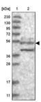 WD Repeat Domain 37 antibody, PA5-58010, Invitrogen Antibodies, Western Blot image 
