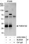 Transmembrane Protein 192 antibody, A302-599A, Bethyl Labs, Immunoprecipitation image 