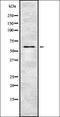 Olfactory Receptor Family 51 Subfamily G Member 1 (Gene/Pseudogene) antibody, orb337494, Biorbyt, Western Blot image 