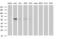 DIX Domain Containing 1 antibody, MA5-26177, Invitrogen Antibodies, Western Blot image 