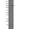 Integrin Subunit Alpha 2 antibody, abx146667, Abbexa, Western Blot image 