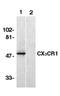 C-X3-C Motif Chemokine Receptor 1 antibody, orb108749, Biorbyt, Western Blot image 