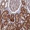 Shisa Family Member 5 antibody, NBP1-83190, Novus Biologicals, Immunohistochemistry paraffin image 