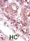 Serine/Threonine Kinase 33 antibody, abx033612, Abbexa, Immunohistochemistry frozen image 