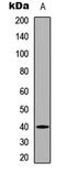 PBK/TOPK antibody, LS-C358833, Lifespan Biosciences, Western Blot image 