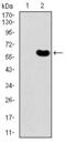 Dickkopf WNT Signaling Pathway Inhibitor 3 antibody, GTX60665, GeneTex, Western Blot image 