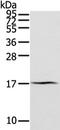 AN1-type zinc finger protein 2A antibody, TA351966, Origene, Western Blot image 