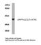 Protein Kinase AMP-Activated Non-Catalytic Subunit Beta 1 antibody, LS-C177021, Lifespan Biosciences, Western Blot image 