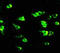 Glutamate Ionotropic Receptor NMDA Type Subunit 2B antibody, 251880, Abbiotec, Immunohistochemistry paraffin image 