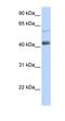 PR/SET Domain 15 antibody, orb324629, Biorbyt, Western Blot image 