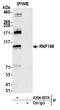 Ring Finger Protein 169 antibody, A304-097A, Bethyl Labs, Immunoprecipitation image 