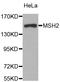 MutS Homolog 2 antibody, LS-C330784, Lifespan Biosciences, Western Blot image 