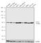 Purinergic Receptor P2Y12 antibody, 702516, Invitrogen Antibodies, Western Blot image 