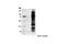 Tyrosine antibody, 9419S, Cell Signaling Technology, Immunoprecipitation image 