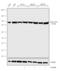 Eukaryotic Translation Elongation Factor 2 antibody, 702808, Invitrogen Antibodies, Western Blot image 