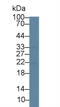 Von Hippel-Lindau Tumor Suppressor antibody, abx131162, Abbexa, Western Blot image 