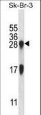 Interleukin 32 antibody, LS-C165208, Lifespan Biosciences, Western Blot image 