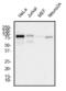 MRE11 Homolog, Double Strand Break Repair Nuclease antibody, NBP2-59677, Novus Biologicals, Western Blot image 